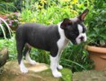 /album/ra%c3%a7as%20de%20cachorros%20%2c%20%28%3a/boston-terrier-2-jpg/